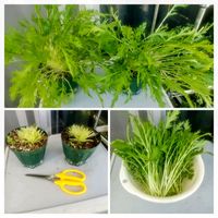 ニラ,水菜,東向ベランダの画像