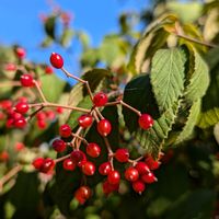 ガマズミ,ヤブデマリ,コバノガマズミ,ガマズミ の実,山野草の画像