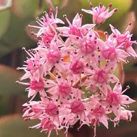 ミセバヤ,越中ミセバヤ,ほしつながり,しゃまのべらんだ♪,たいせつななかま♡の画像