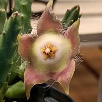 スタペリア,ガガイモ,スタペリア・ディバリカータ,ガガイモ科,スタペリア属の画像