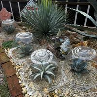 ユッカ,苗ドームで霜除け,アガベ属,ドライガーデン,アガベ男子の画像