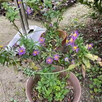 ミヤコワスレの画像