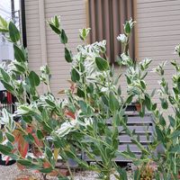 ハツユキソウの画像