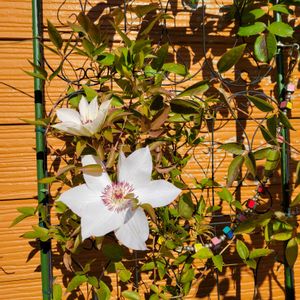 クレマチス,ミニトマト,ハナトリカブト,ハナトリカブト,クレマチス　はるやまの画像