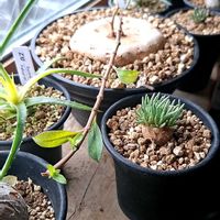 オオタニワタリ,オオタニワタリ,ブラキステルマ,塊根植物,シダ植物の画像