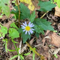 ミヤコワスレの画像