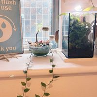 パキラ,クリプタンサス,ネペンテス,ピレア,ウツボカズラの画像