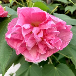スイフヨウ,スイフヨウ,フヨウ,フヨウ,八重咲き酔芙蓉の画像