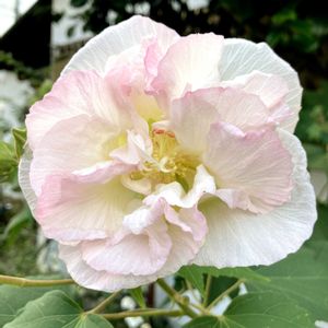 スイフヨウ,スイフヨウ,フヨウ,フヨウ,八重咲き酔芙蓉の画像
