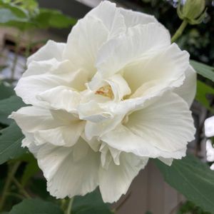スイフヨウ,スイフヨウ,フヨウ,フヨウ,八重咲き酔芙蓉の画像