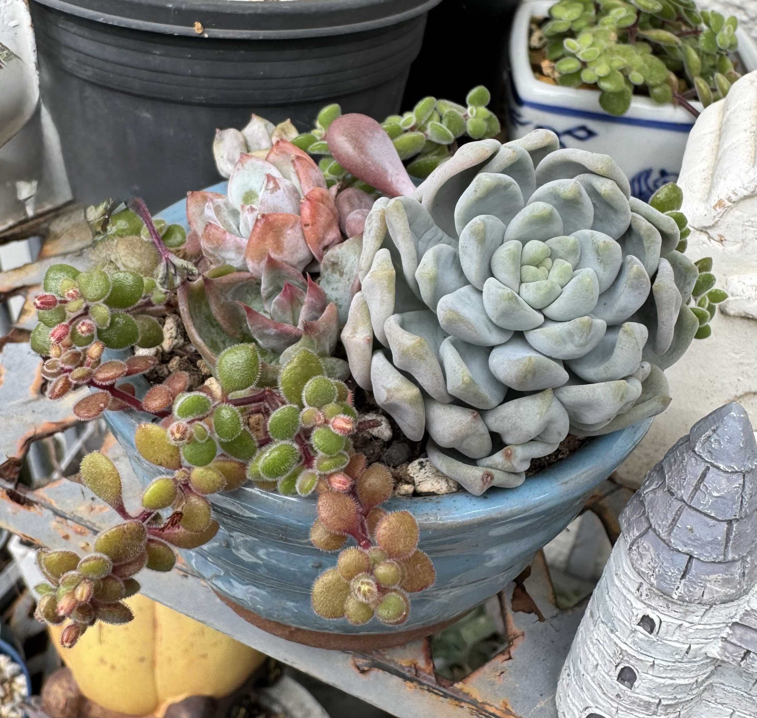 多肉植物の寄せ植えをつくろう！植える種類の組み合わせはどうする