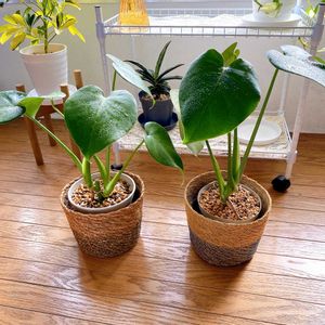 モンステラ,モンステラ,モンステラ アダンソニー,ダイソーモンステラ,観葉植物の画像