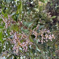 サンゴジュの画像