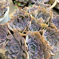 シャビアナ,シャビアナ,群生,フリル,多肉植物のある暮らしの画像