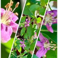 キク,クコ,ナデシコ,オステオスペルマム,サニーレタスの画像