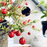 クランベリー,植物のある暮らし,ほしつながり,へのベランダ,たいせつななかま♡の画像