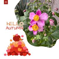 シュウメイギク,シュウメイギク  ハドスペン,蕾がいっぱ〜〜い✨,ピンクの花,ピンク❤︎ピンクの画像