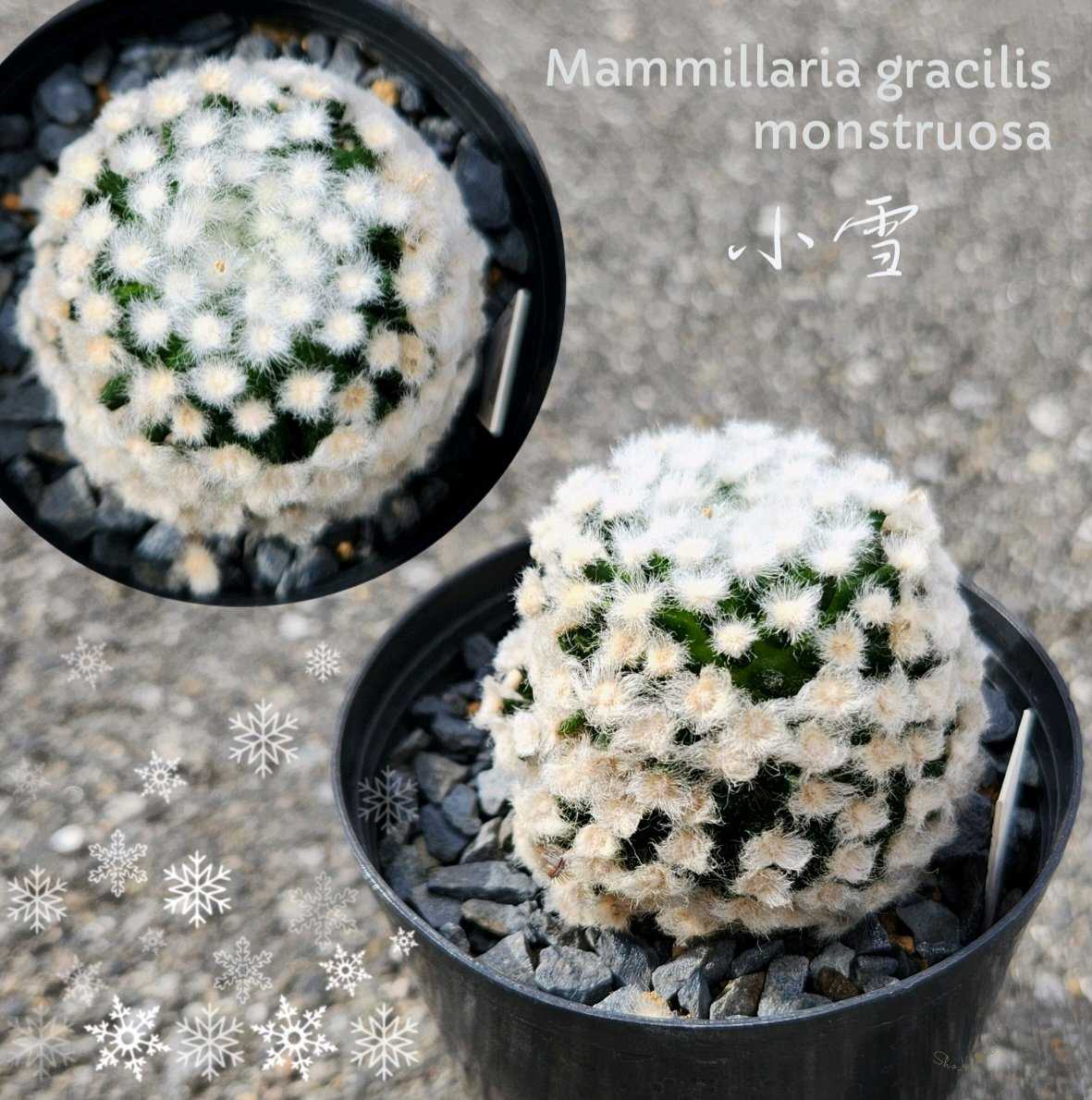 サボテンの投稿画像 by Sho_kさん｜多肉植物と観葉植物とクラッスラ属