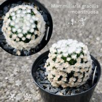 サボテン,セリア（クラッスラ属）,銀手毬,ディスキディア,ミリオンハートの画像