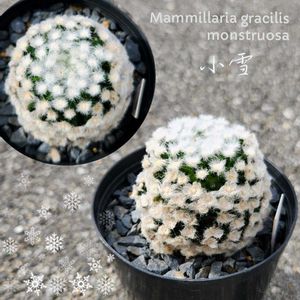 サボテン,セリア（クラッスラ属）,銀手毬,ディスキディア,ミリオンハートの画像