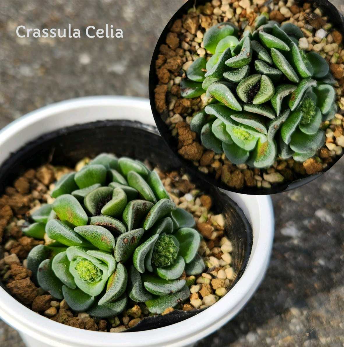 サボテンの投稿画像 by Sho_kさん｜多肉植物と観葉植物とクラッスラ属