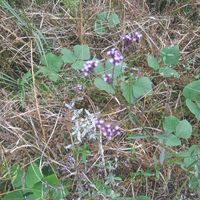 アレチハナガサの画像