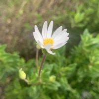 アリッサム,オミナエシ,ジギタリス,ビオラ,カリオプテリス　スターリングシルバーの画像