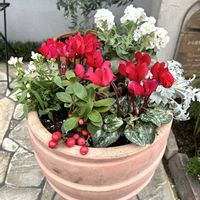 シロタエギク,ストック,ネメシア,ガーデンシクラメン,チェッカーベリーの画像