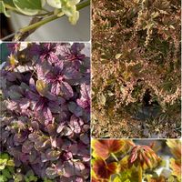 アジュガ,アセビ,ツルニチニチソウ,もみじ葉ゼラニウムの画像