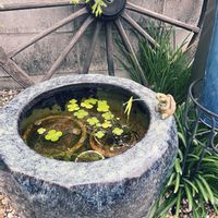 ウォータークローバー,彼岸桜,ビオトープ,メダカの画像