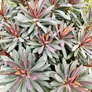 キク,ツワブキ,ユーフォルビア ブラックバード,みどりのある暮らし,みどりに癒されるの画像