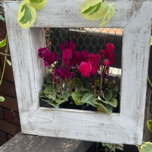 ガーデンシクラメン,ガーデンシクラメン,つるにちにちそう,レンガ,木製フェンスの画像