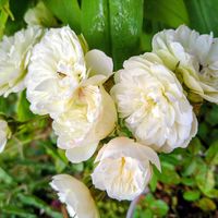 ニゲラ,グリーンアイス,小菊,小菊,秋明菊の画像