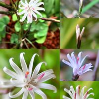 キッコウハグマ,キッコウハグマ,鉢植え,花言葉,山野草の画像