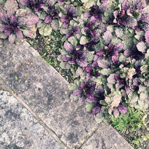 アジュガ,グランドカバー,庭の画像