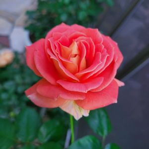 バラ,バラ ブラスバンド,万葉,ラナンキュラスラックス,斑入りラベンダー メルローの画像