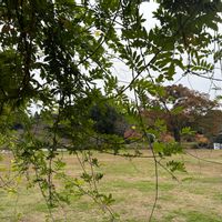 アジサイ,フジ,紅葉,町田市,野津田公園の画像