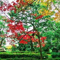 ナナカマドの画像