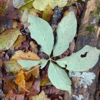 コシアブラ,コシアブラの落ち葉,山野草の画像