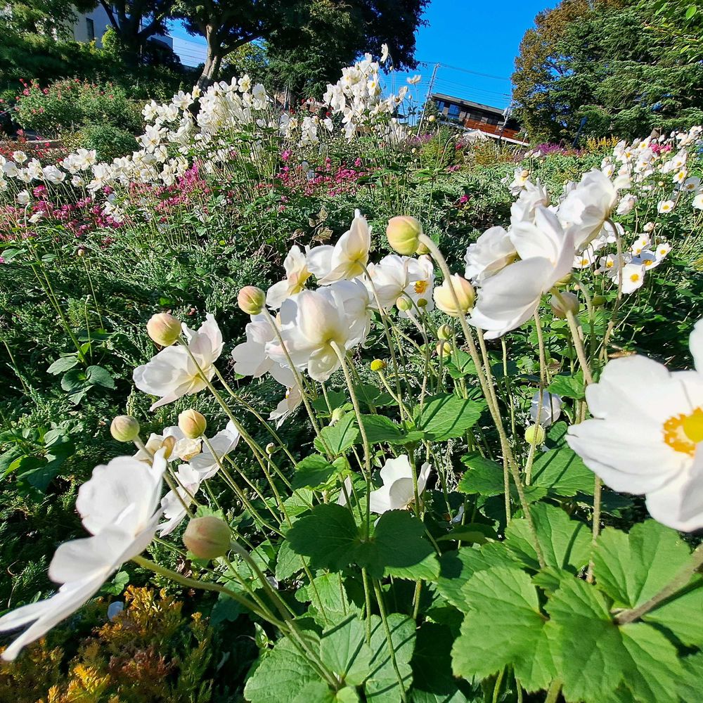 エリィさんの港の見える丘公園への投稿