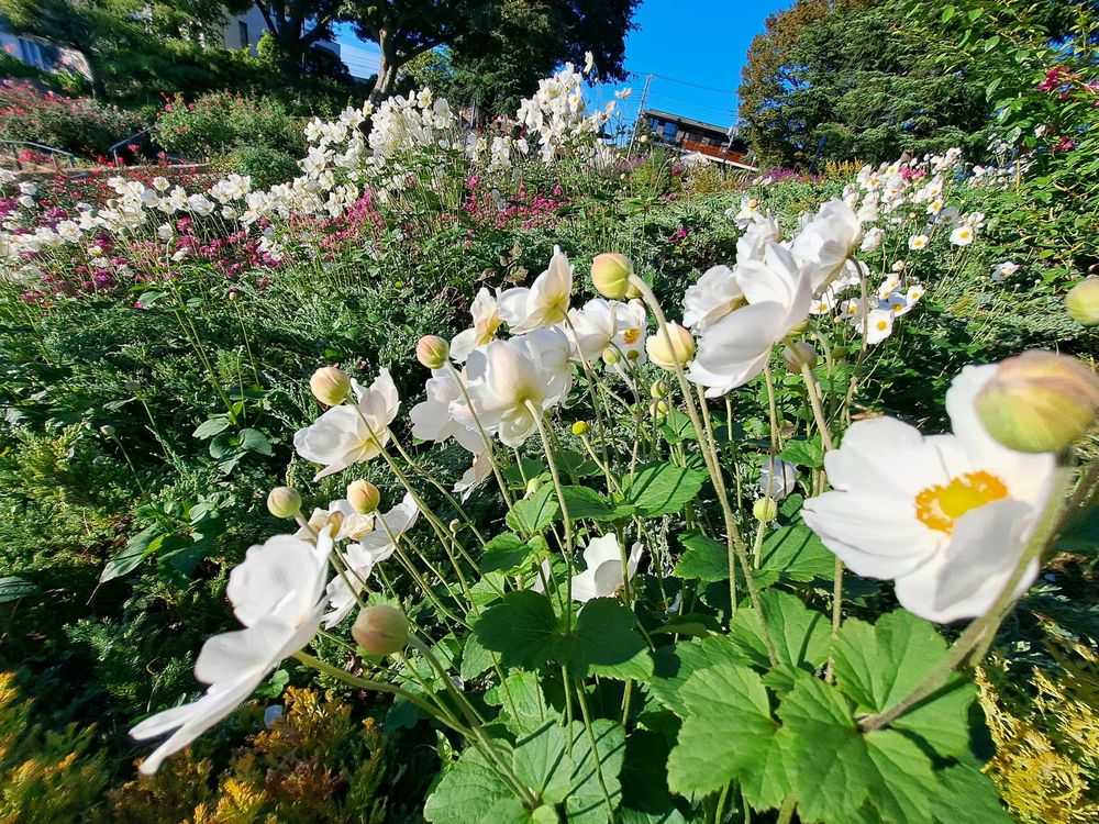 エリィさんの港の見える丘公園への投稿
