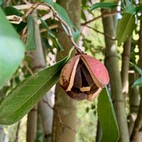 サルナシ,やぶつばき,サワガニ!,藪つばきの実,裏山の画像