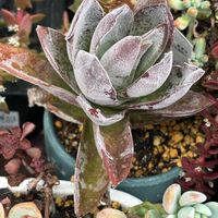 多肉植物,クラッスラ,小さな庭の画像