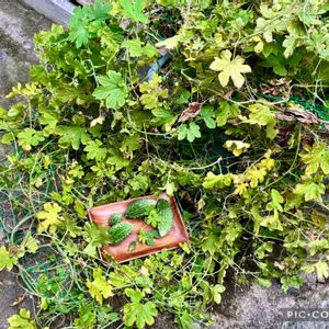 ゴーヤ,ニガウリ,ツルレイシ,ゴーヤー（苦瓜）,グリーンカーテンの画像