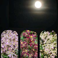 カリブラコア,ジニア,ダイモンジソウ,ナデシコ,バラの画像