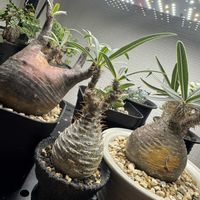 グラキリス,パキポディウム・グラキリス,塊根植物,パキポディウム  グラキリス,手乗りグラキリスの画像