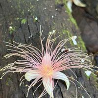 サガリバナ,サガリバナ 赤,赤い花,ピンクの花,いい匂いの画像