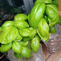 バジル,ルッコラ,室内栽培,ルッコラの水耕栽培_mon,バジルの水耕栽培_monの画像