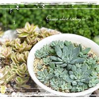 雪雛,多肉植物,エケベリア属,多肉大好き,放置栽培の画像