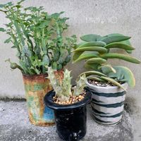 黒法師,夕映え,七宝樹,神刀,ガガイモの画像